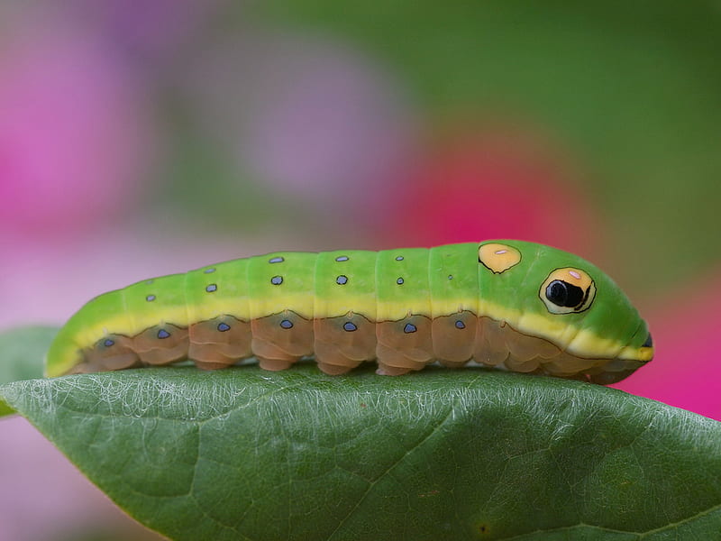 Caterpillar, nice, worm, nature, leaf, HD wallpaper