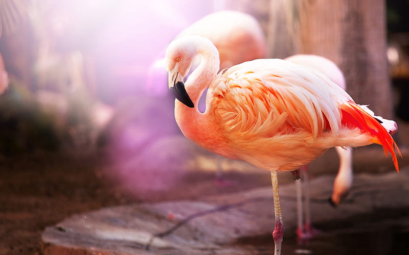 flamingo, birds, lake pink flamingo, HD wallpaper