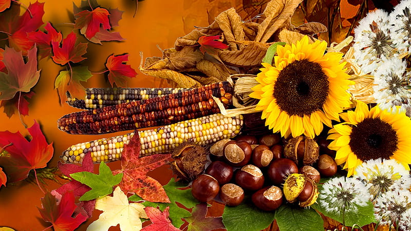 Season of Summer Ending, fall, indian corn, autumn, firefox persona, leaves, dandelion, sunflowers, bright, color, chesnuts, fluff, HD wallpaper