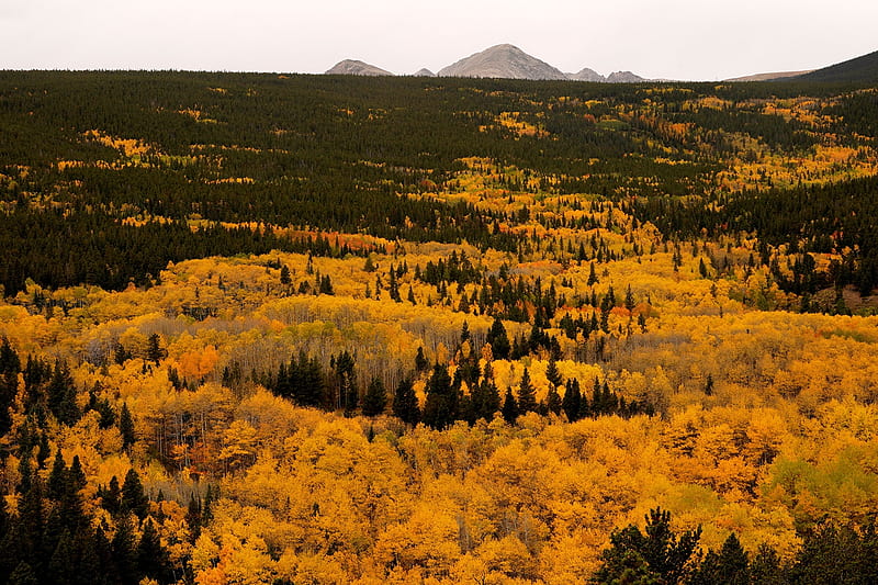 Aspen trees turn gold in autumn, 22 September 2017, Turn gold, USA, Colorado, Nederland, Aspen trees, In autumn, HD wallpaper