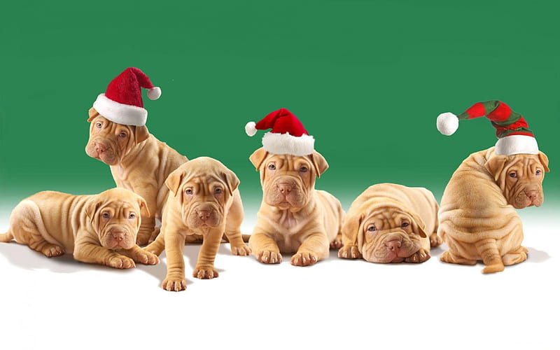 *** Shar Pei in Christmas ***, shar pei, christmas, animals, dogs, dog, HD wallpaper