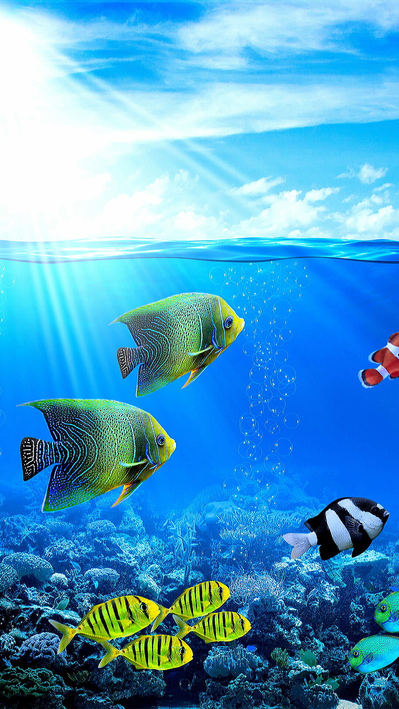 Under the ocean, bubble, cloud, fish, light, nature, ocean, plant, sea, sun, water, wave, HD phone wallpaper