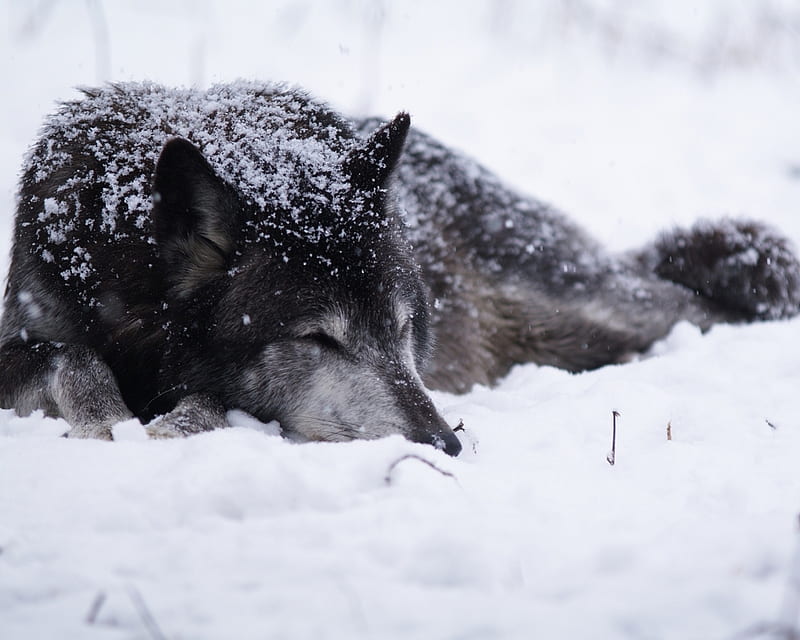 Sleeping Wolf, blizzard, wolf, snow, fur, HD wallpaper