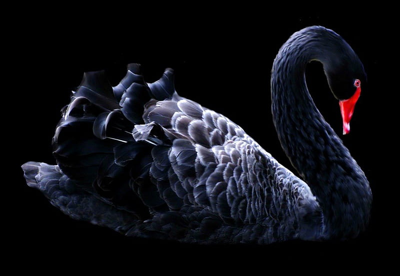The Black swan, beauty, swan, Black swan, bird, HD wallpaper | Peakpx