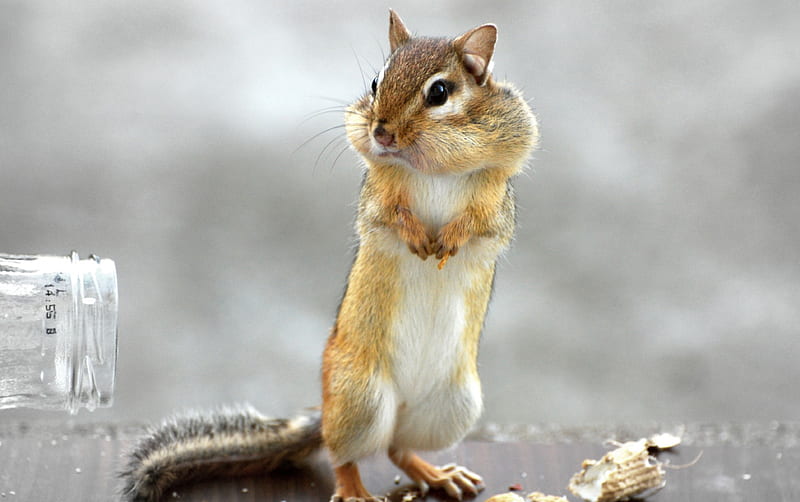 Chipmunk, squirrel, Cheeks, animal, HD wallpaper