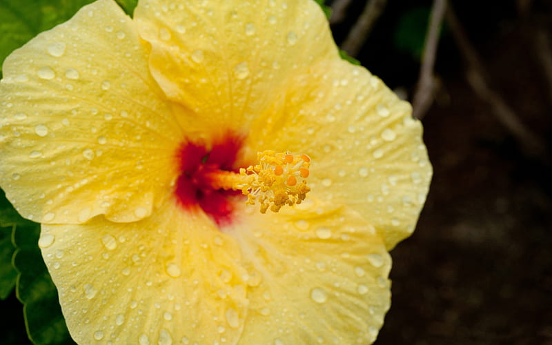 yellow hibiscus flower-Amazing flowers graphy, HD wallpaper