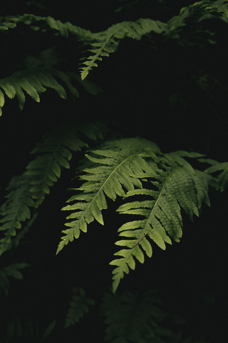 leaves, fern, plant, green, macro, HD phone wallpaper