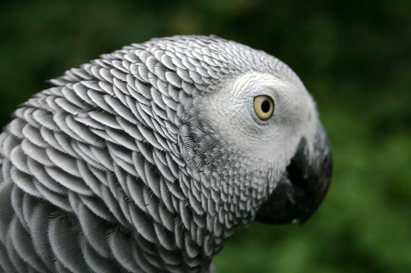 Birds, Animal, African Grey Parrot, HD wallpaper
