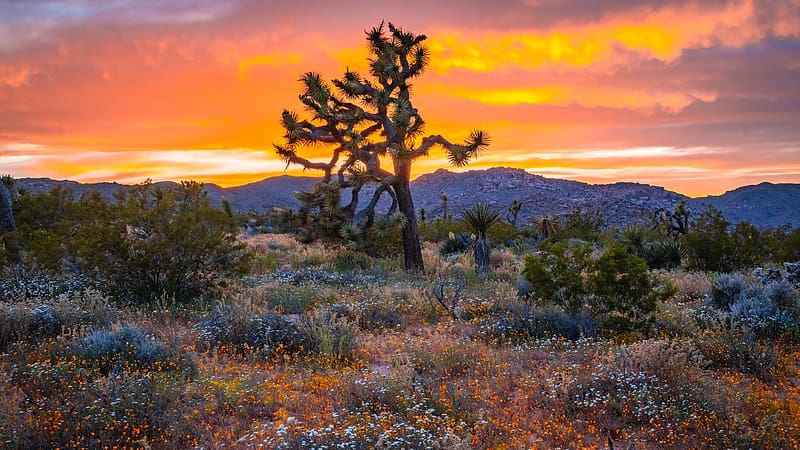 Joshua Tree National Park At Sunset, California, sky, hills, landscape, clouds, colors, usa, HD wallpaper