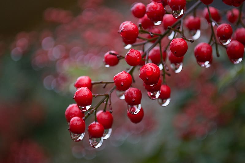 viburnum, berries, drops, rain, macro, HD wallpaper