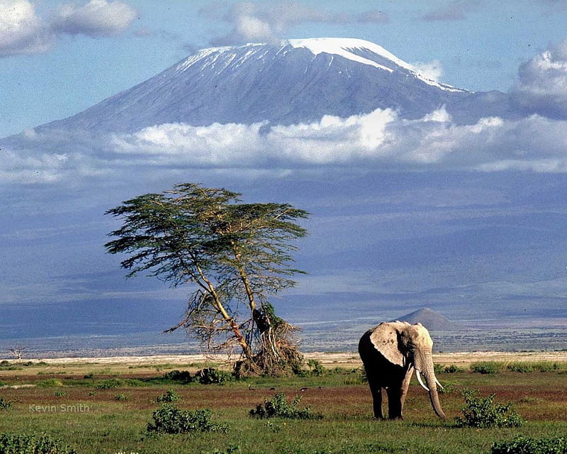Mount Kilimanjaro, mountain, elephant, nature, fun, field, HD wallpaper