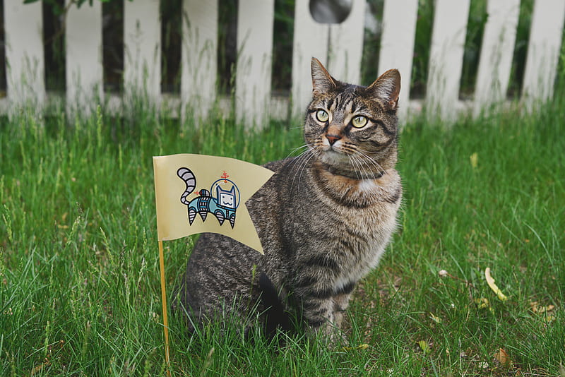 tabby cat on grass field beside flag, HD wallpaper