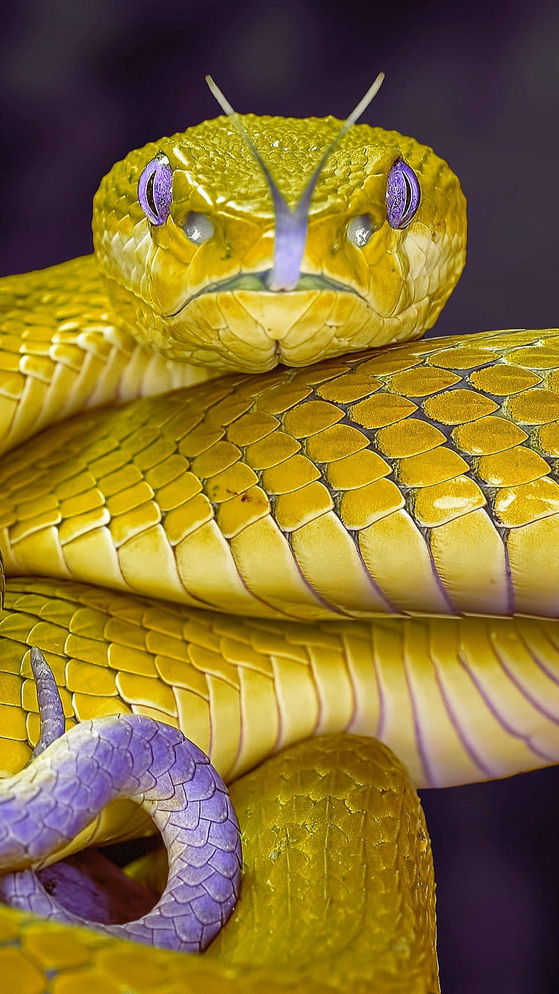 Golden snake, animal leather, yellow, HD phone wallpaper | Peakpx