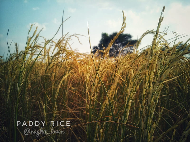 Paddy Rice, agriculture, bonito, farming, fields, harvest, love, naturelover, HD wallpaper