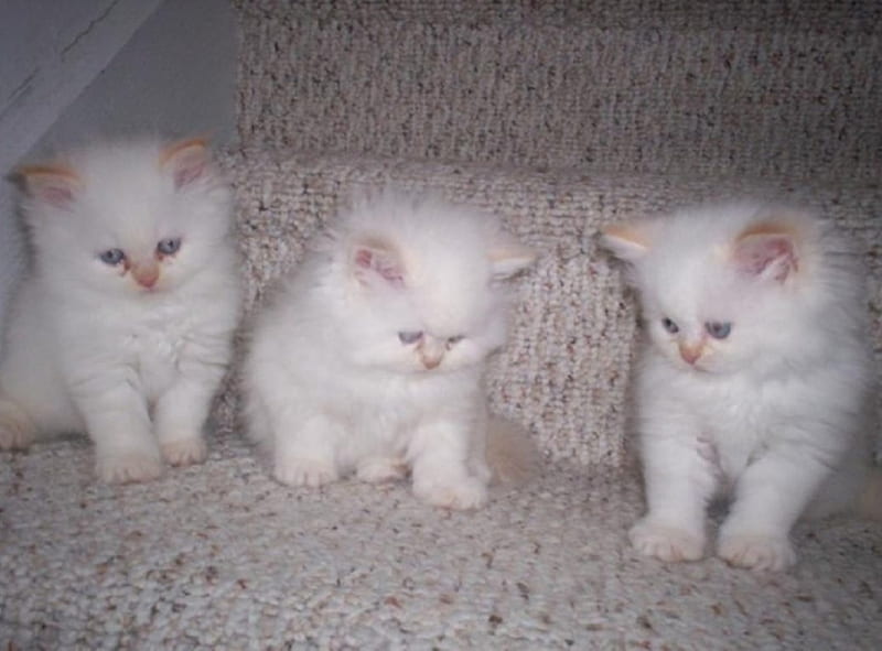 flame point himalayan kittens