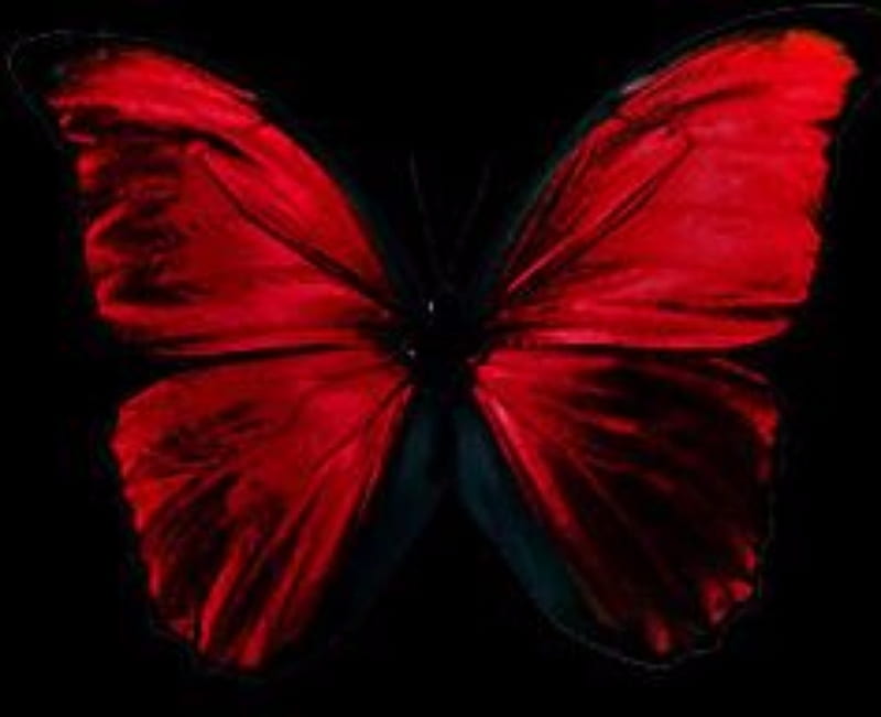 Red black butterfly perched on red flower photographed clearly in background  of plants 2K wallpaper download
