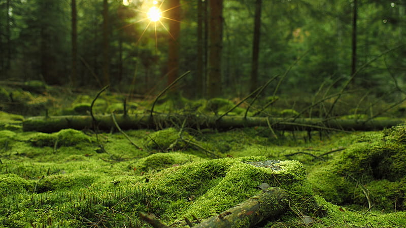 Algae Covered Tree Branches In Forest With Sunbeam Forest, HD wallpaper