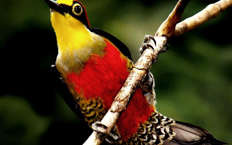 Birds, Bird, Animal, Woodpecker, Yellow Fronted Woodpecker, HD wallpaper