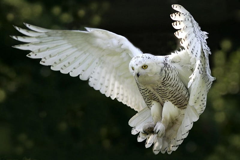 Snow Owl, wings, flying, raptor, white, night, HD wallpaper