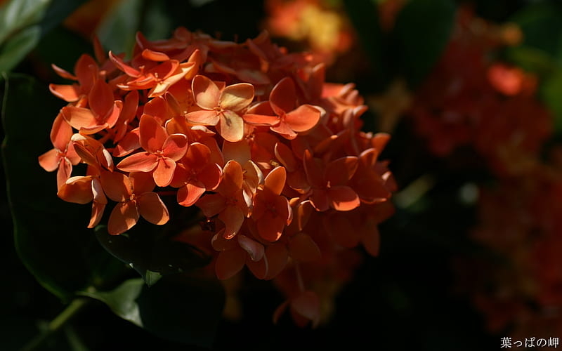 Orange Ixora coccinea Flower, HD wallpaper