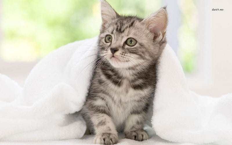 Cute kitten under a blanket, cute, blanket, kitten, cats, animals, HD ...