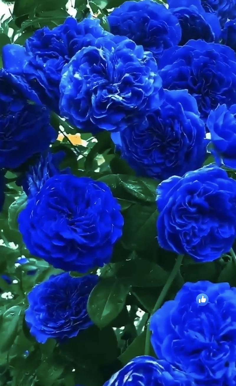 Саженцы голубой розы. Камелия кустовая синяя. Розы синие плетистые.