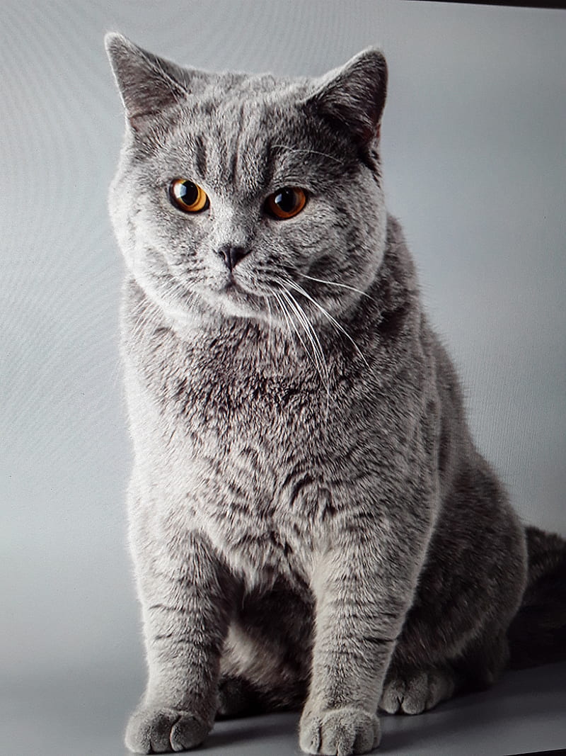 British blue cat, cats, meow, HD phone wallpaper
