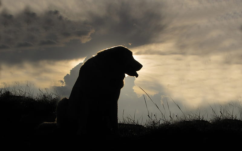 HD dog sunset silhouette wallpapers | Peakpx