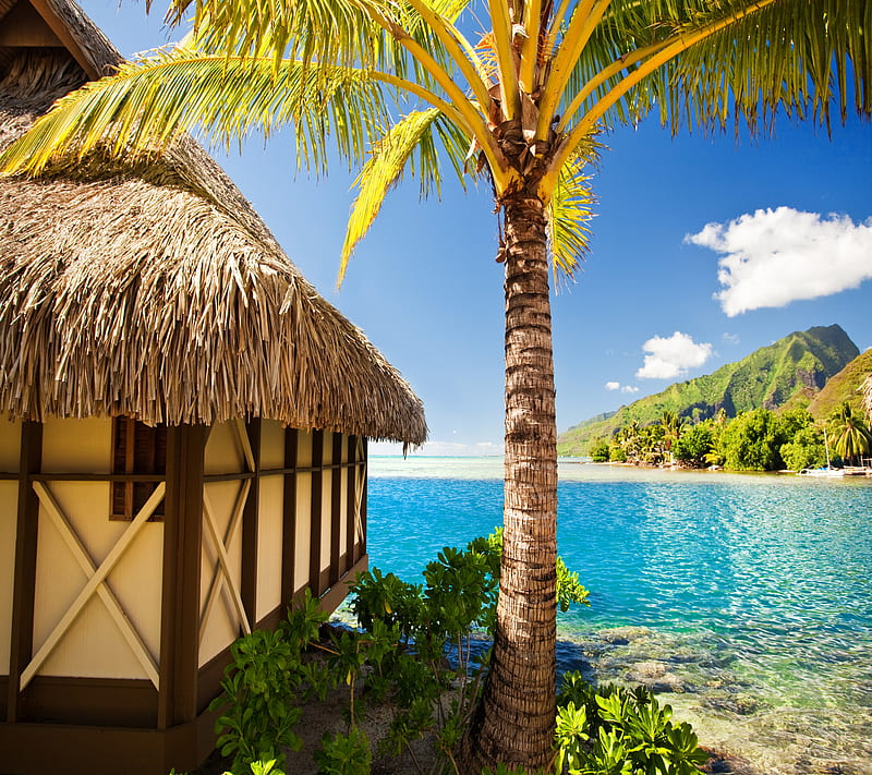 Tropical Paradise, paradise, tropical, HD wallpaper | Peakpx