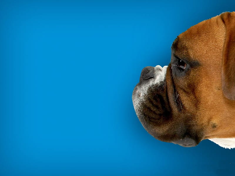 Cute head, face, puppy, dog, animal, blue, HD wallpaper