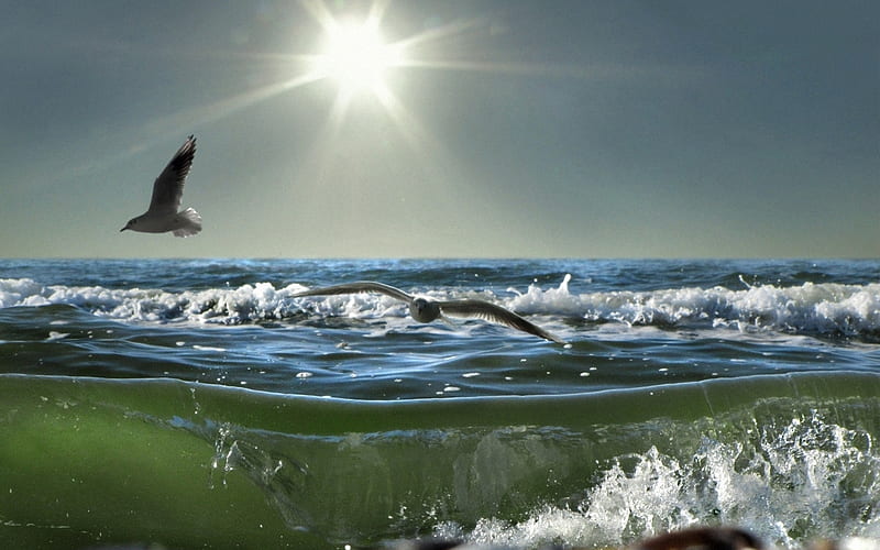 Birds in Flight, sun, ocean, birds, dom, waves, sky, seagulls, sea, beauty, HD wallpaper