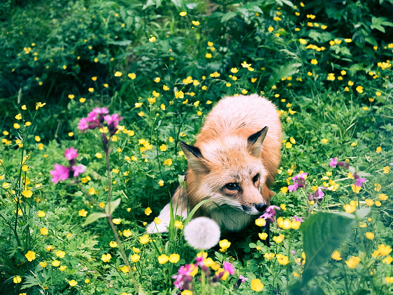 fox, flowers, grass, wildlife, beast, HD wallpaper