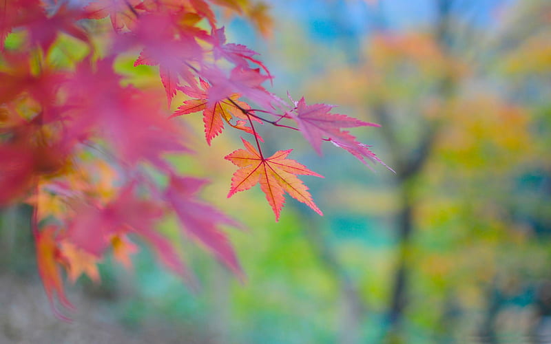 colors in japan-Autumn landscape, HD wallpaper