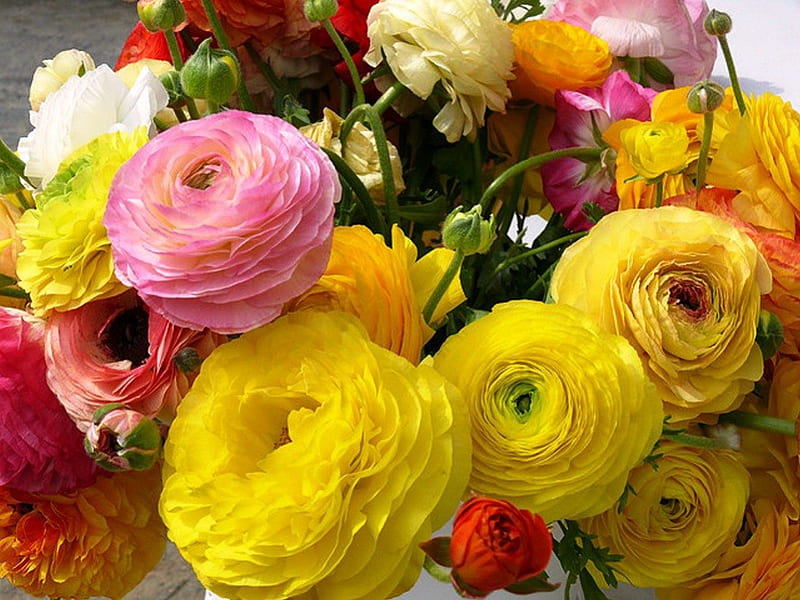Ranunculus, red, colorful, plant, yellow, bonito, delicate, bouquet, flower, garden, nature, pink, HD wallpaper