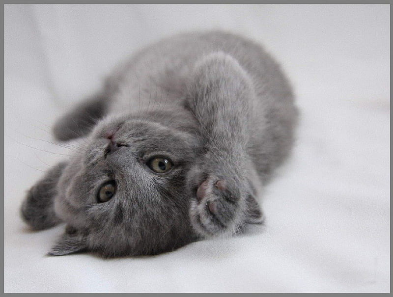 little grey kitty, little grey, cat, animals, kitty, HD wallpaper