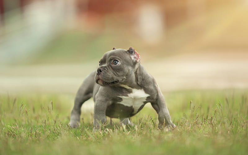 American Bully puppy, pets, Canis lupus familiaris, cute animals, dogs, HD wallpaper