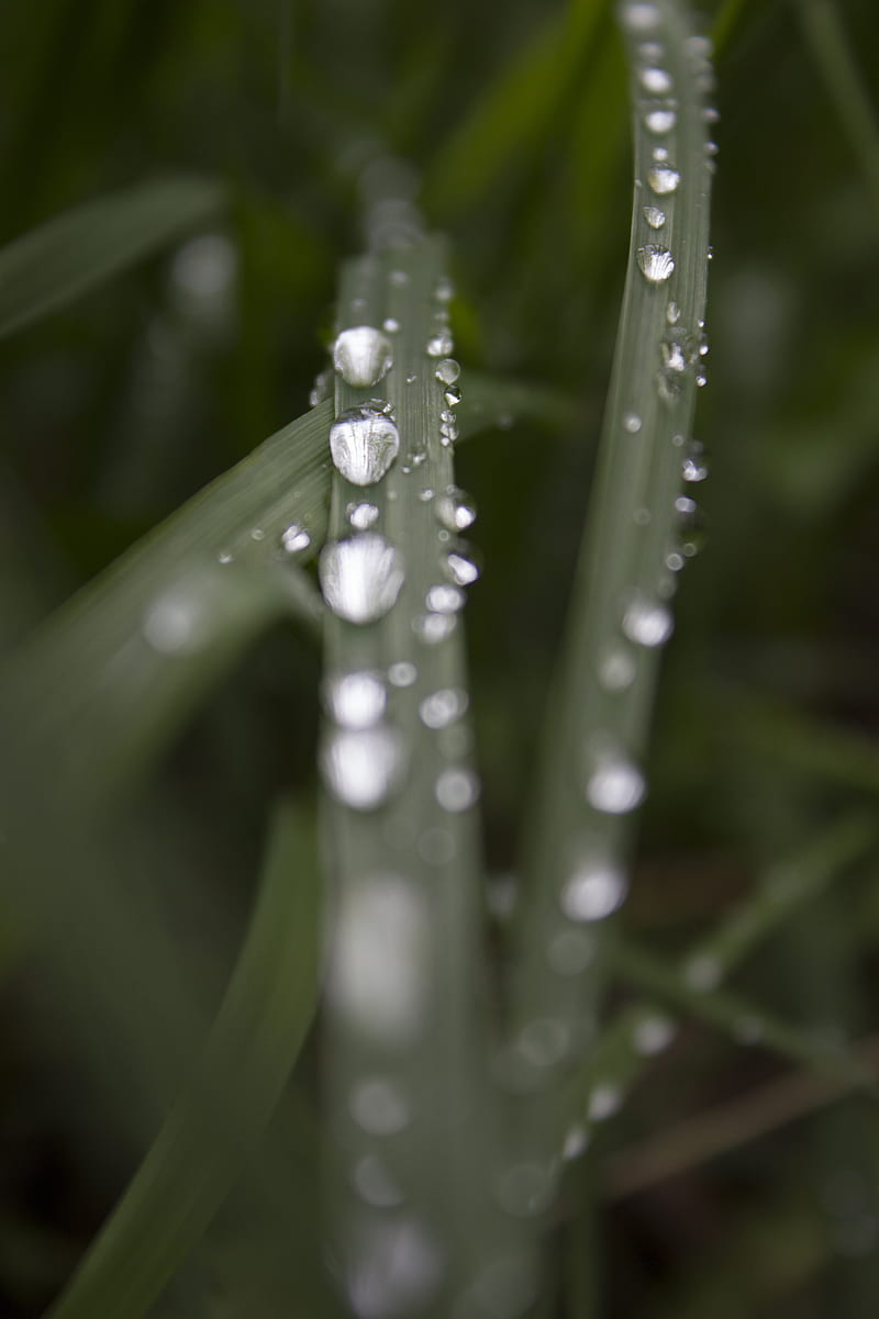 Raindrops on grass, droplets, drops, green, rain, water, HD phone wallpaper