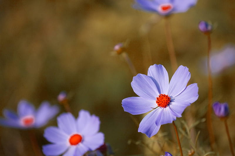Blue Cosmea, blossoms, garden, leaves, lovely, HD wallpaper