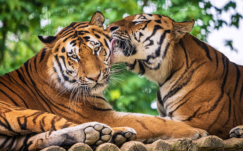 Tiger Love, tigers, nature, animals, couple, HD wallpaper