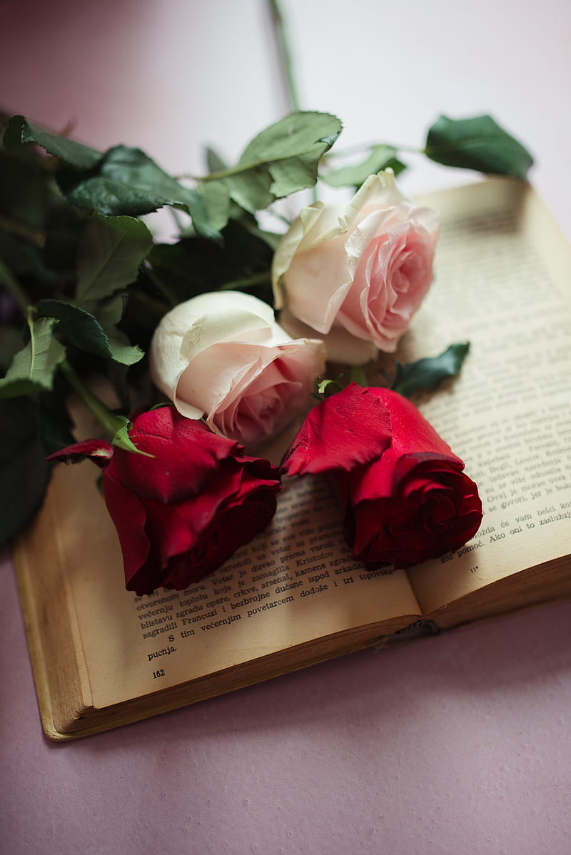 Roses, flowers, petals, book, aesthetics, HD phone wallpaper | Peakpx