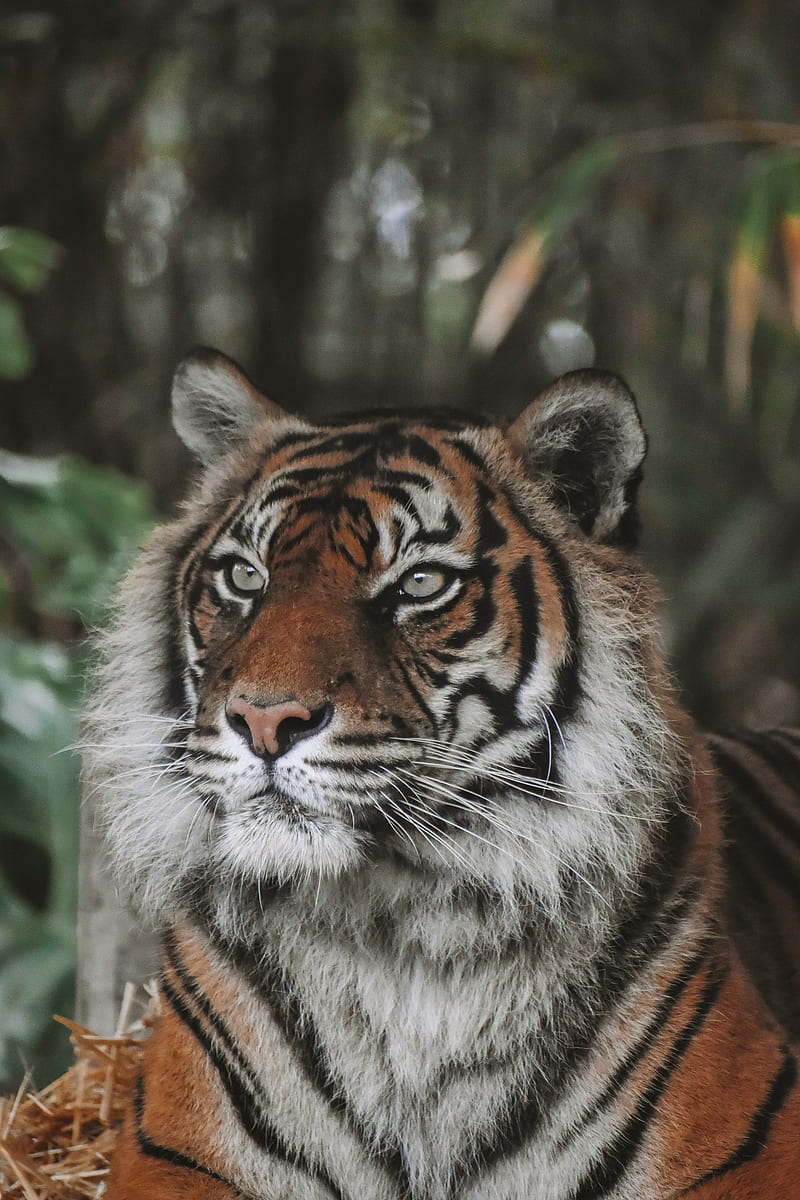 tiger, predator, big cat, animal, wildlife, HD phone wallpaper