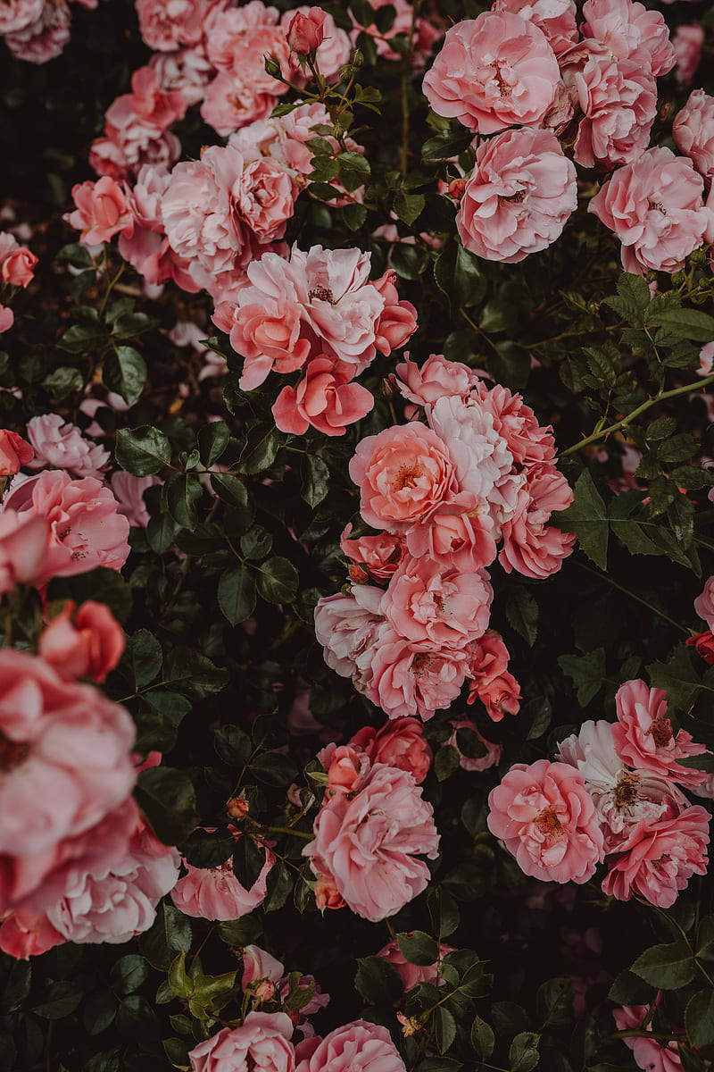 roses, flowers, bush, flowering, HD phone wallpaper