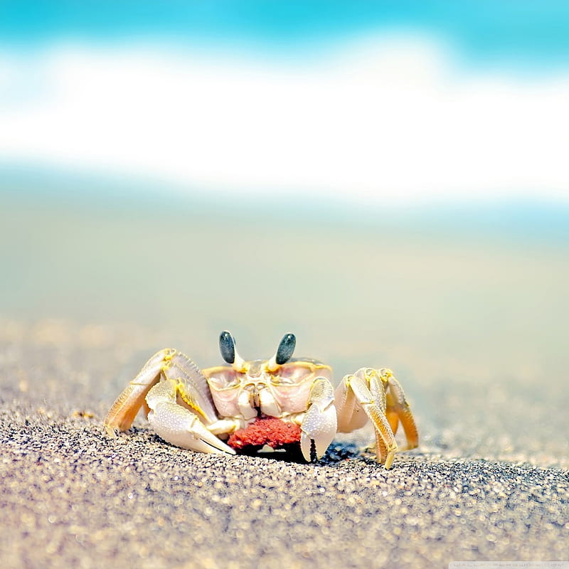 Lonely Crab Ultra Background for U TV : Multi Display, Dual