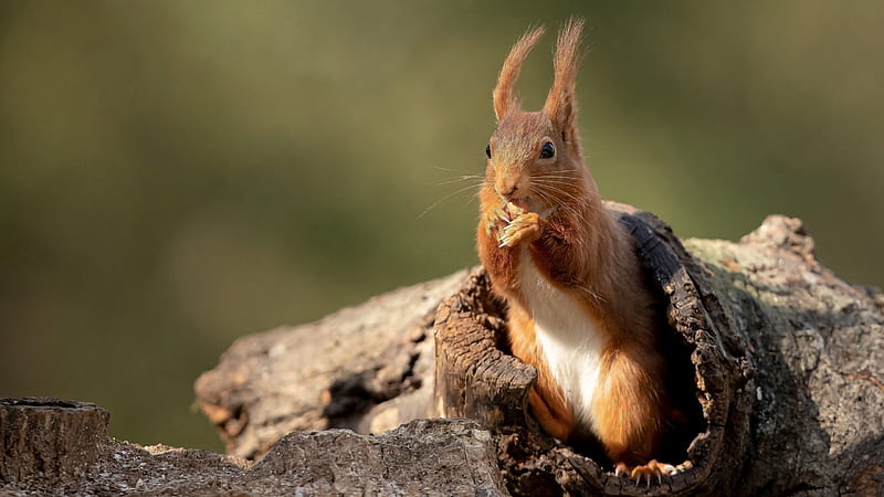 Red Squirrel Is Standing On Tree Hole Squirrel, HD wallpaper