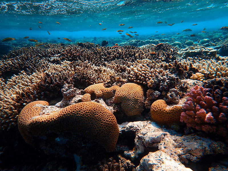corals, algae, underwater world, water, HD wallpaper