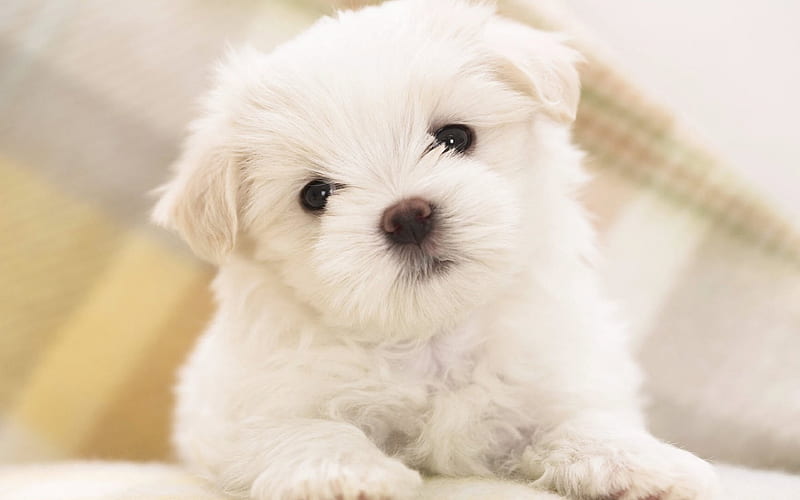 Bichon Frise, French dog breed, white small dog, furry puppy, HD wallpaper