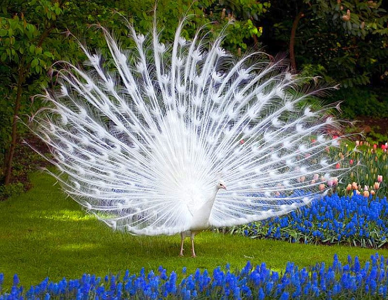 White Peacock, beauty of nature, cool, peacock, white, HD wallpaper