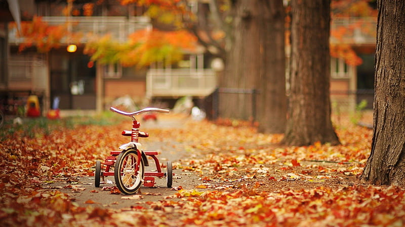 tricycle in the street, the, leaves, tricycle, street, HD wallpaper