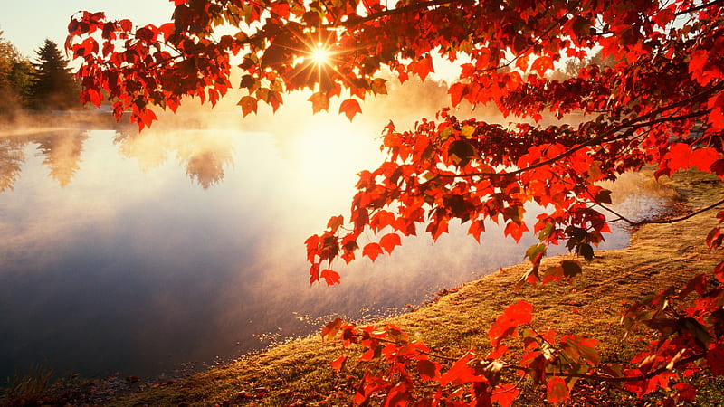 Autumn, Trees, Branches, Lake, Fog, Leaves, Sun rays, HD wallpaper