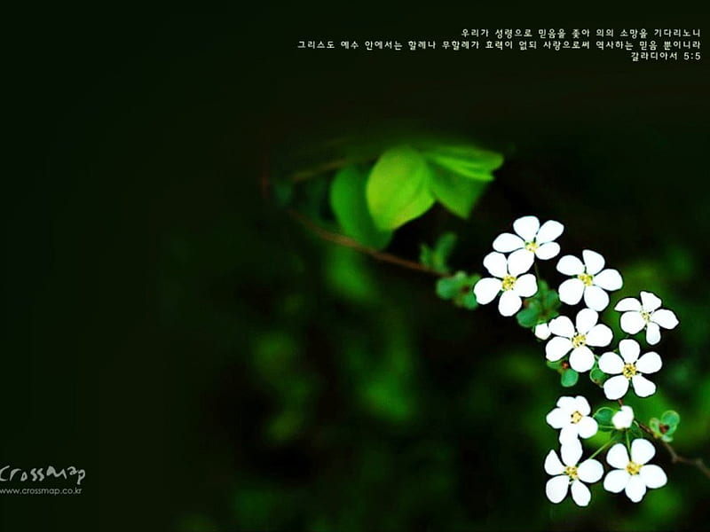 Pure White Flowers, chinese writing, green leaves, white flowers, HD wallpaper